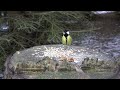 Forest Feast: Squirrel, Robin, Great Tit and Blue Tit Eating Up Close! 4K