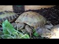 My Russian Tortoises eat some rows of sharon