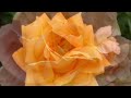 Summer Roses with Relaxing music