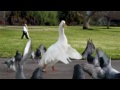 Epic AFLAC breakdancing duck commercial
