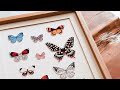 How to paint a collection of watercolor butterflies 🦋 Procreate tips and tricks for beginners