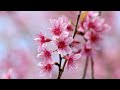 All your worries will disappear if you listen to this music🌸 Relaxing music calms your nerves #39