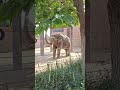 A day at the Denver Zoo