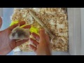 Roborovski Hamster Breeder