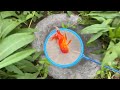 Amazing Catch Colorful Tiny Ornamental Turtles, Carp Fish, Eel, Koi Fish, Betta Fish | Video Fishing