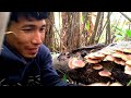 Harvesting  Wild mushroom 🍄🍄