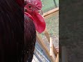 Desperately trying to get my roosters to stop fighting each other like morons