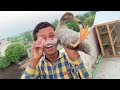 Kiya Ye Cat Attack Kara Gi 🙀 | This cat may or may not attack my pigeons | Dawood Sabir Vlogs