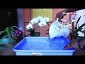 How to give Fertiliser in Orchids | English Subtitle | Prakriti's Garden
