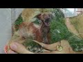 கோம்பை  | Kombai Dog Breed | நாட்டு நாய்களின் சிறப்புகள் | Storyboard
