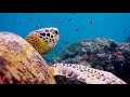 How do you become a marine biologist? | Earth Unplugged