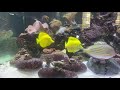 2 yellow tangs fighting. The old one bullied the new one.