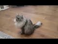Siberian cat does back flips when instructed but it's perfectly cut