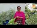 ఆకు కూరలు ఇలా చేస్తే 100% వస్తాయి|Grow Leafy Vegetables Successfully | Growing Leafy veggies Easyly