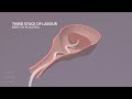 Stages of Labor | 3D Animation (2/2)