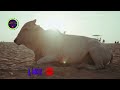 #whatsapp_status_video   and foreign cattle movement.#animes domestic and farm animals#motherhood