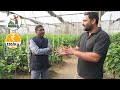 Profitable Capsicum farming in Poly house India / रंगीन शिमला मिर्च / Green house
