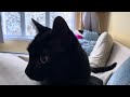 Cute black cat Aurora having a purr
