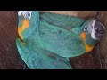 Laney Rickman Blue-throated Macaw Nestbox Program 2019-2020