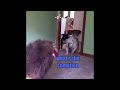 Funniest Animal Voiceovers - Ep. 6