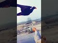 Hand Tame pigeon #shorts #viralshorts #youtubeshorts