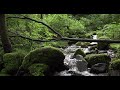 Relaxing music with beautiful water stream - #study/focus/meditate/read/sleep/relax... (4K)