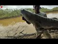 BREAK THE 2022 RECORD!!! Fishing for giant snake head fish almost 1 meter long