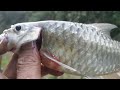 STRIKE MAHSEER BABON SPOT KERUH