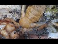 Ants capture giant cricket