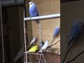 Masha’allaah kasuku Aina ya (Parakeet) Wakati Wa Baridi