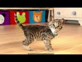 ANIMATED LITTLE KITTEN ADVENTURE AND SUPER CAT - ADVENTURE JOURNEY AND STORY OF CUTE KITTEN MEOW
