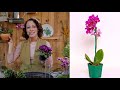 COMO FAZER um TERRÁRIO com flores