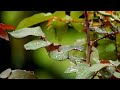 nature heals | Handpan Music | Cinematic Video ‎@DineshGohil #nature #cinematic #handpanmusic