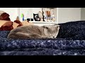 A CAT'S LIFE (one minute film project)