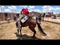 CABALLOS educados a la ALTA ESCUELA - ALMA Coronel