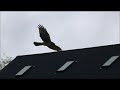 Northern Harrier female