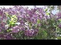 Types of lilac - Lilac Capre Diem