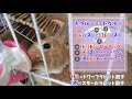 【偽物!?】うちの子ホントにネザーランドドワーフ？と思ったら見る動画【うさぎの飼い方#7】