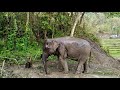 An Elephant taking bath at a village near Kohima Nagaland.