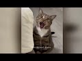 Laugh Uncontrollably! Best Funny Cat Videos 2024 😻😂 Funny Cats Moments 😂😻