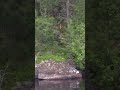 WOLF KILLS FAWN after chasing across Elbow Lake - Cook, MN