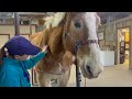 Starved Belgian Draft Horse rescued from slaughter 1 year later. Update on Anna living her best life