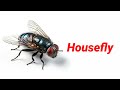 Insects name in english || insects name || names of insects ||