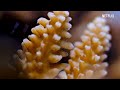 Our Planet | Coastal Seas | FULL EPISODE | Netflix