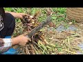 harvesting galangal roots goes to the market sell_pick up money to pay the person who dropped it