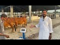 Full Milking of Super Sahiwal Cows at Sheikh Ismail Dairy Farm