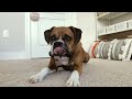 Funny Boxer Dog Has A Fry Obsession 🍟 ASMR CRUNCHY SOUNDS 🤤