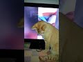Muschi says TV kitty
