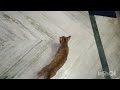 ||house cleaning before Ramadan fastings||my cats craziness||a small vlog epi-75
