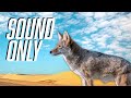 Single Coyote Howling Noises Call Sounds for Hunting